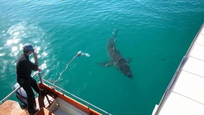 Avistamiento de tiburón alerta a pescadores de Guaymas y Empalme; piden tomar precauciones 