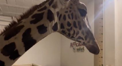 FOTOS: Así fue la llegada de la Jirafa 'Benito' a su nuevo hogar en Africam Safari