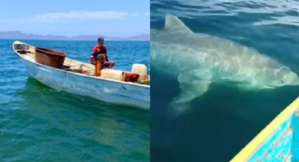 En riesgo buzos de Guaymas y Empalme; el 80% no cuenta con brazaletes anti tiburones