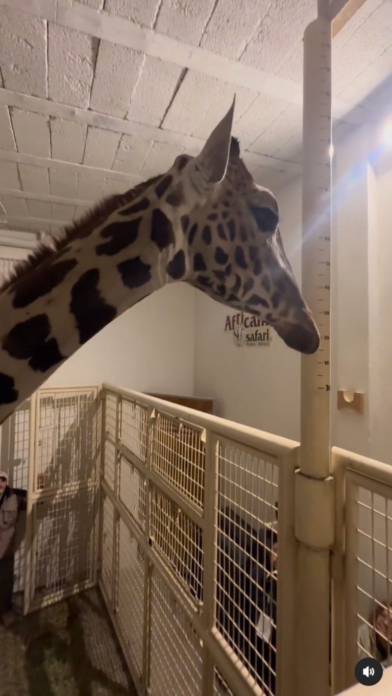 Transformación en el Parque Central de Ciudad Juárez: Se Realiza el Traslado de Animales para Mejorar Condiciones