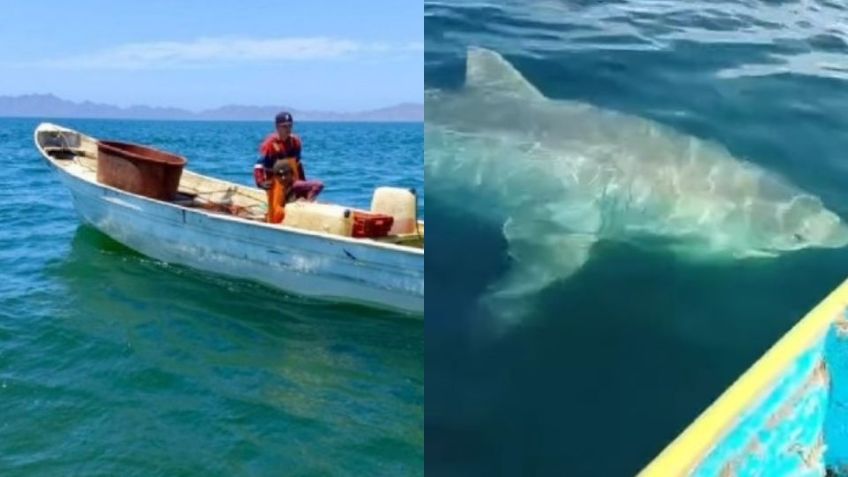 En riesgo buzos de Guaymas y Empalme; el 80% no cuenta con brazaletes anti tiburones