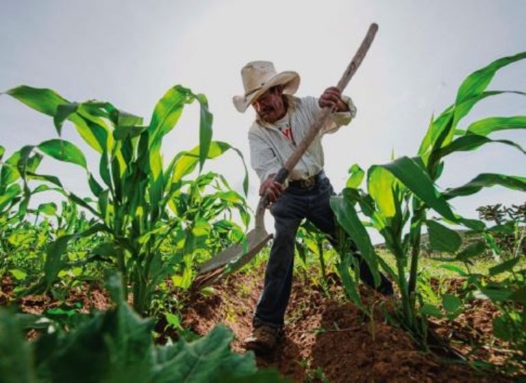 Campo mexicano viviría crisis. Foto: Internet