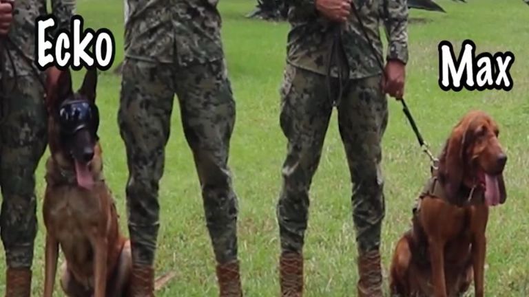 Se jubila Max, perrita que ayudó atrapar a Caro Quintero