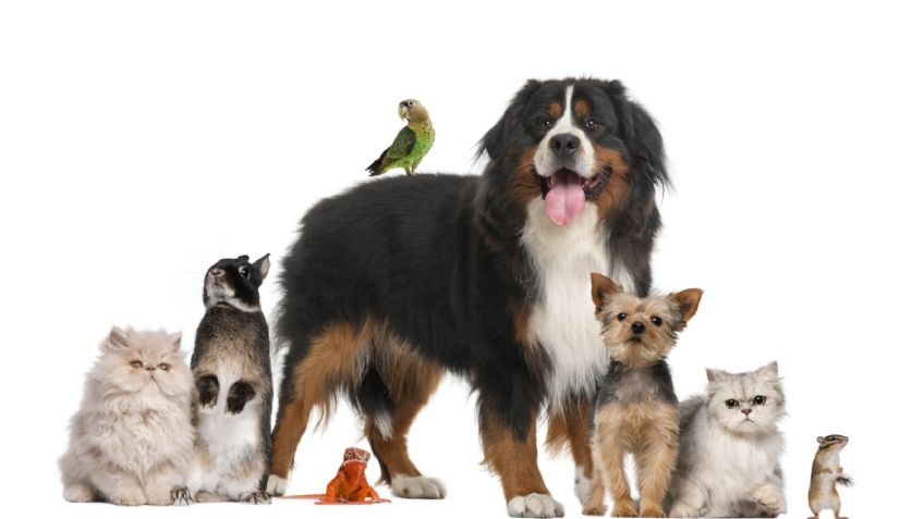 Por ley, clínicas veterinarias públicas en México: Un paso hacia el bienestar animal