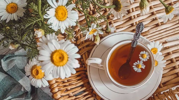Manzanilla: Esta increíble planta puede ayudarte a mejorar tu salud; entérate cómo