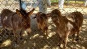 Trasladan animales del Parque Central de Ciudad Juárez para mejorar sus condiciones