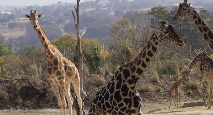 FOTOS: Así fue la llegada de la jirafa Benito con su nueva familia en Africam Safari