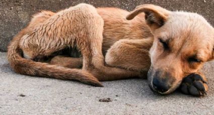 Asesino serial de perros reaparece y suma a 21 víctimas en Bosque de Nativitas, Xochimilco