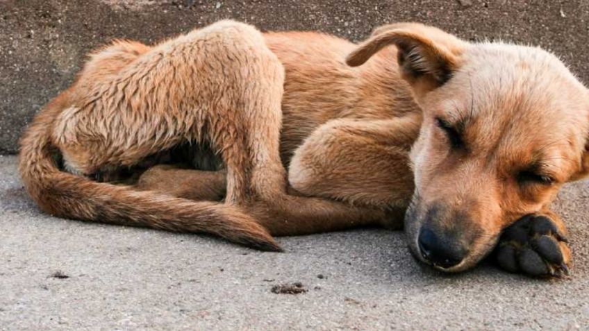 Asesino serial de perros reaparece y suma a 21 víctimas en Bosque de Nativitas, Xochimilco