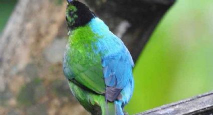 Ave extraordinaria: Encuentran en Colombia un extraño Pájaro mitad macho y mitad hembra