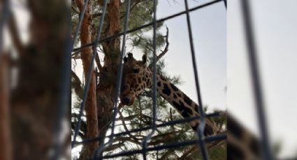 La jirafa Benito encuentra un nuevo hogar en Africam Safari en el estado de Puebla por esta razón