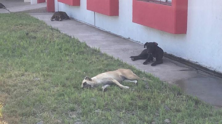 Es constante sobrepoblación animal en Cajeme: Salud Municipal