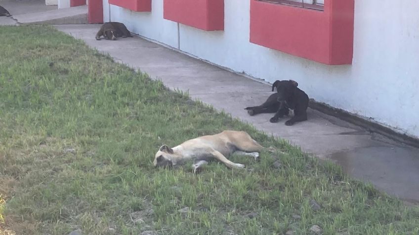 Es constante sobrepoblación animal en Cajeme: Salud Municipal