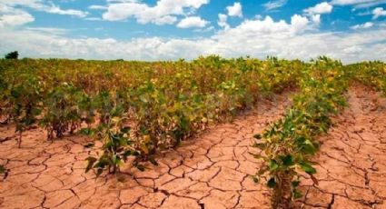 Javier Lamarque señala que Cajeme debe apostarle a la reconversión del campo