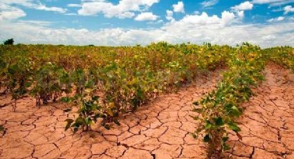 “En los Valles del Yaqui y Mayo se respira una gran necesidad”: Alcano