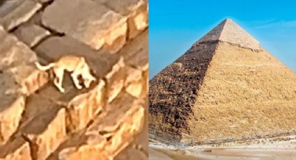 ¿La reencarnación de Anubis? Perrito se vuelve viral tras escalar la Pirámide de Guiza