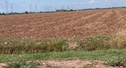 230 mil hectáreas se quedarán sin sembrar en el sur de Sonora, afirma Alcano