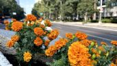 Foto ilustrativa de la nota titulada Paseo de la Reforma se pinta de naranja con miles de  flores de Cempasúchil