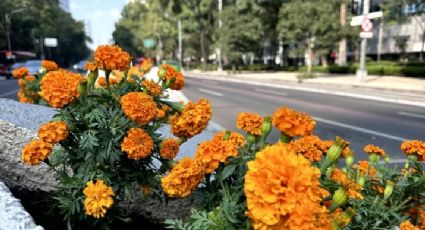 Paseo de la Reforma se pinta de naranja con miles de  flores de Cempasúchil