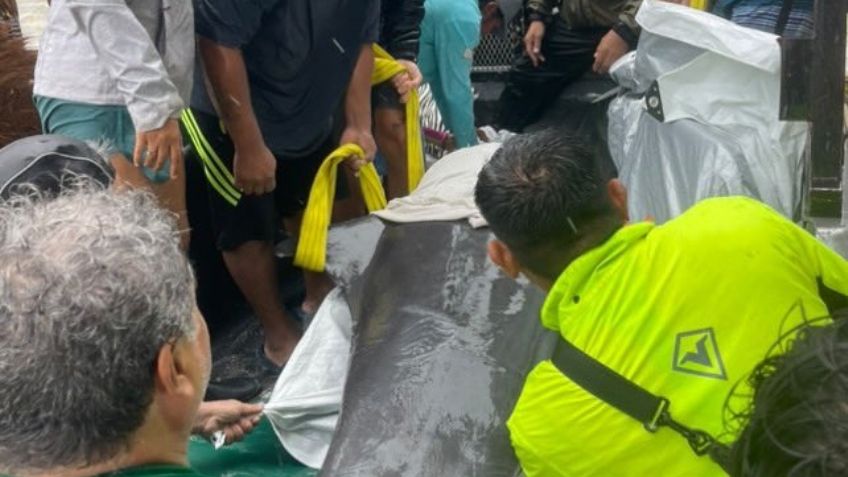 Luego de Tormenta Tropical Nadine, rescatan a delfín varado en Quintana Roo