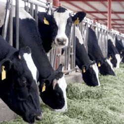 Ciudad Obregón: El costo de producción de leche se elevaría por la sequía