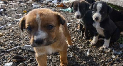 Brasil: Menor de 9 años allana veterinaria y mata a más de 20 animales; no irá a la cárcel