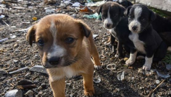 Brasil: Menor de 9 años allana veterinaria y mata a más de 20 animales; no irá a la cárcel