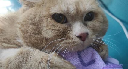 Luto en Internet: Confirman la muerte de 'Migajas'; era el gato más gordo del mundo