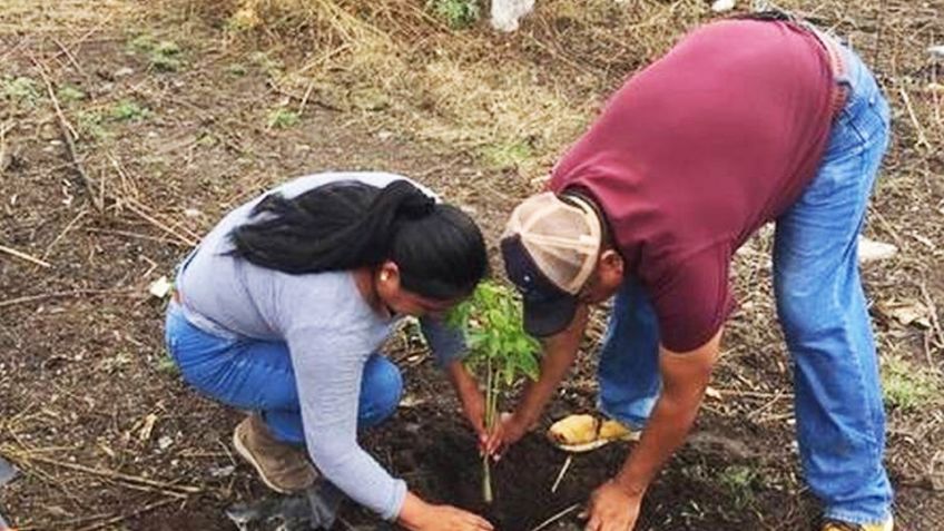 Ficus, neem y olivo negro son los árboles que más se siembran en ciudad obregón