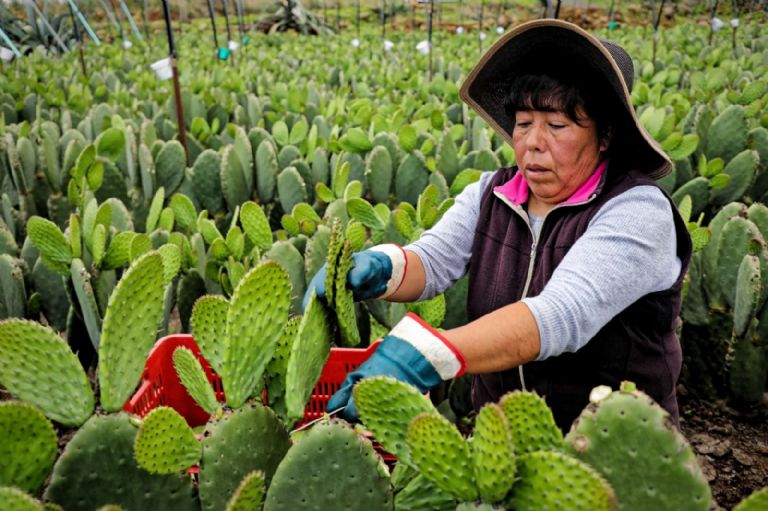 Pensión Mujeres Bienestar en Edomex