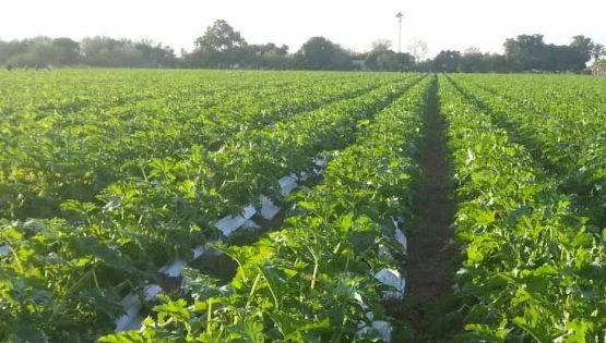 El cultivo de hortalizas y elote iniciará mediante sistema de riego por bombeo en el Valle del Yaqui