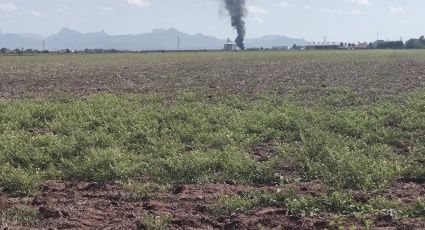 JLSV intensifica la vigilancia en sembradíos para evitar plagas en el Valle del Yaqui