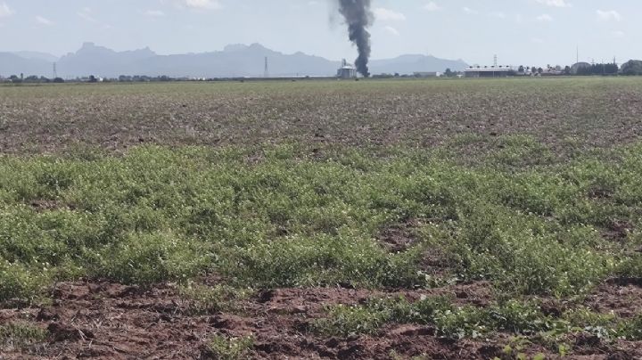 JLSV intensifica la vigilancia en sembradíos para evitar plagas en el Valle del Yaqui
