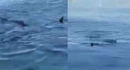 VIDEO: Turistas graban a tiburones nadando cerca de un malecón de La Paz, Baja California