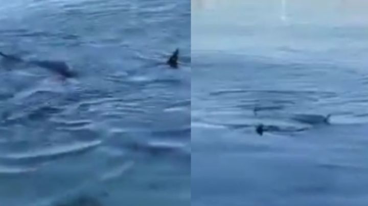 VIDEO: Turistas graban a tiburones nadando cerca de un malecón de La Paz, Baja California
