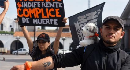 Cámara de Diputados aprueba reforma constitucional para protección animal en México