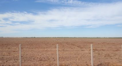 Productores del sur de Sonora exponen crisis por sequía ante el Gobierno Federal