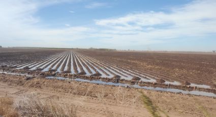 Valle del Yaqui: “Distribución de agua proporcional a los módulos y equitativos a los usuarios”: Aquiles Souque