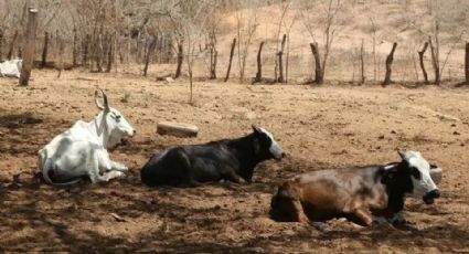 Sequía en zona rural de Guaymas y Empalme provoca la muerte de más de 100 reses