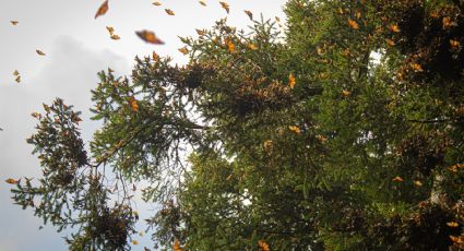 La mariposa Monarca regresa a los bosques de México tras odisea desde Canadá