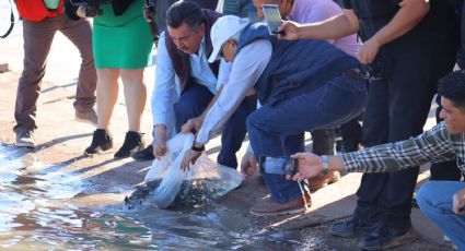 Ciudad Obregón: Siembran 300 carpas y tres mil tilapias en la Laguna del Náinari