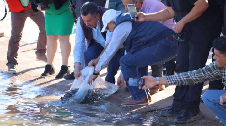 Ciudad Obregón: Siembran 300 carpas y tres mil tilapias en la Laguna del Náinari