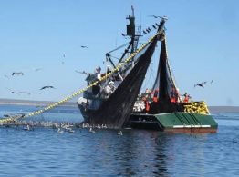 Temporada sardinera podría alcanzar 450 mil toneladas producidas en el sur de Sonora