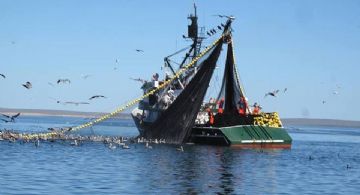 Temporada sardinera podría alcanzar 450 mil toneladas producidas en el sur de Sonora