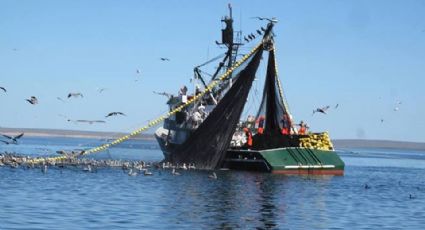 Temporada sardinera podría alcanzar 450 mil toneladas producidas en el sur de Sonora