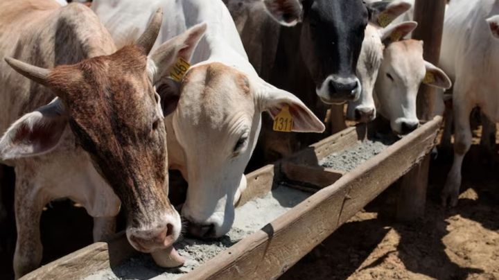 ¿Qué es la miasis? Enfermedad transmitida por gusano barrenador, detectado en Chiapas