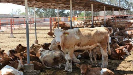 Cierre de frontera por gusano barrenador afecta a ganaderos del sur de Sonora