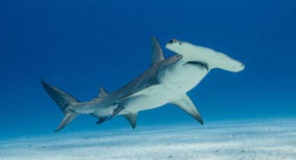 Tiburón martillo la nueva amenaza para pescadores en el Puerto de Yavaros