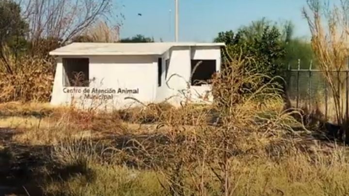 Centro Animal y oficinas de Oomapasn, inversiones fallidas en Navojoa