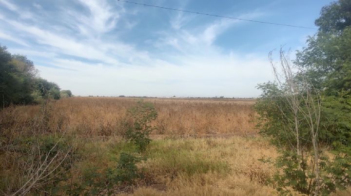 Productores del sur de Sonora urgen el apoyo para iniciar los rastreos sanitarios